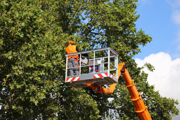 Greenacres, FL Tree Care  Company